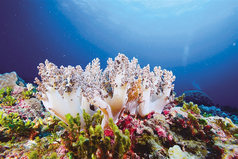 角尾珊瑚礁自然保护区