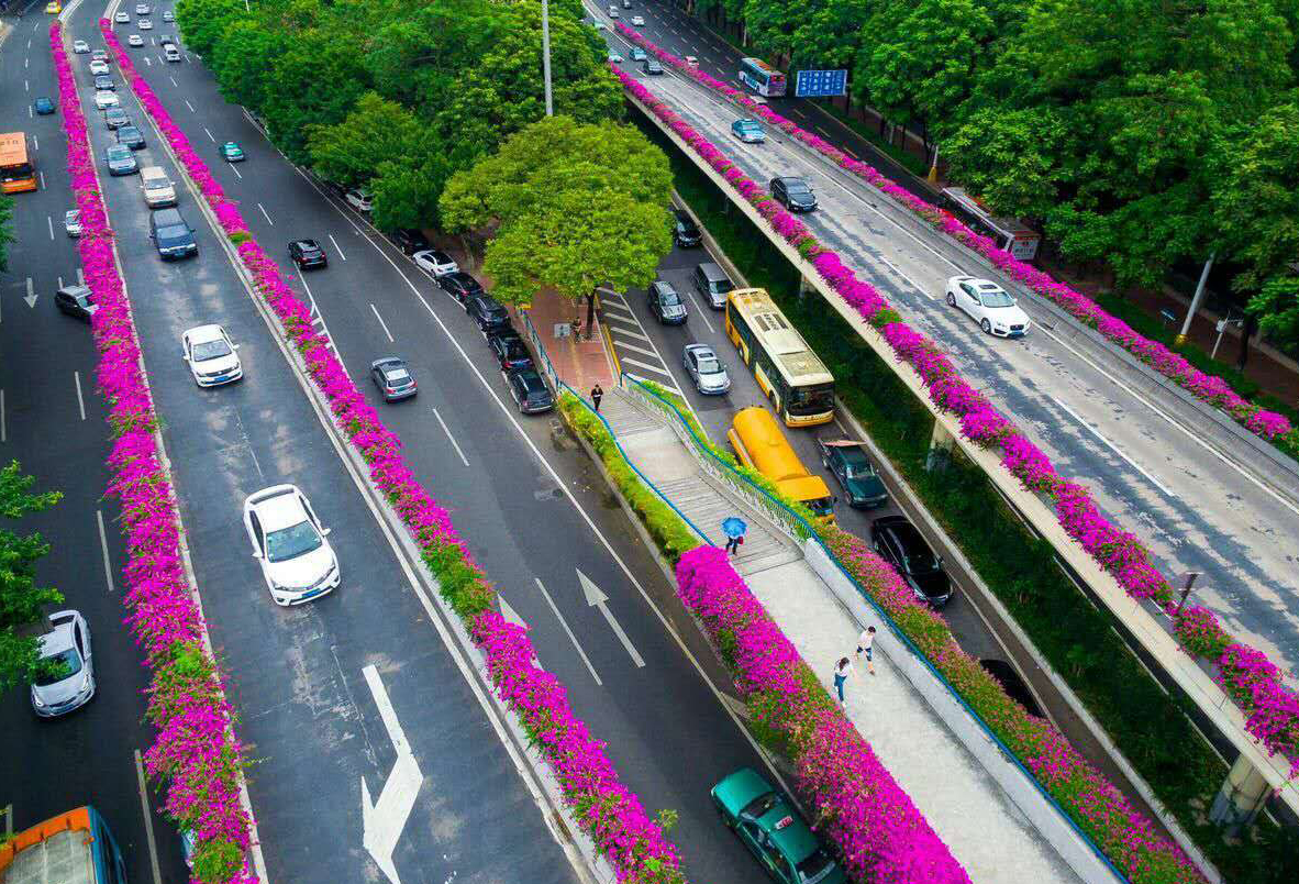 立交桥立体绿化