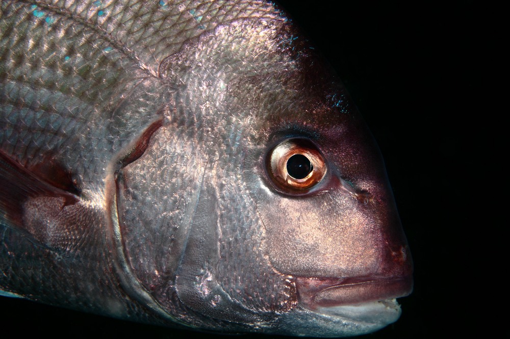  p>真鲷(学名: i>pagrus major /i>)是鲷科,真鲷属鱼类.