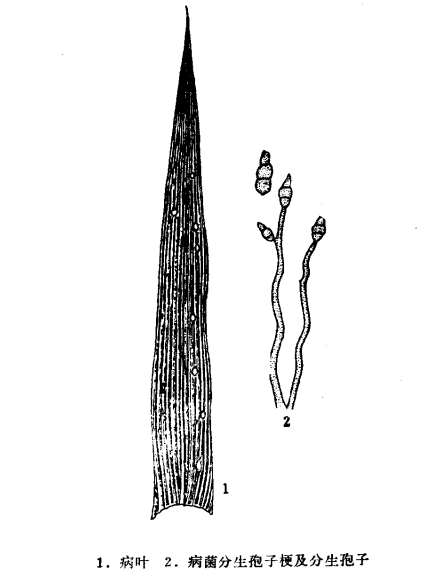  p>粟瘟病是由粟梨孢引起的,发生在 a target="_blank" href="/item