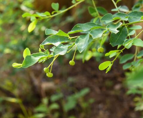 一叶萩茎皮纤维坚韧,可供纺织原料,枝条可以用来编制用具花和叶供药用