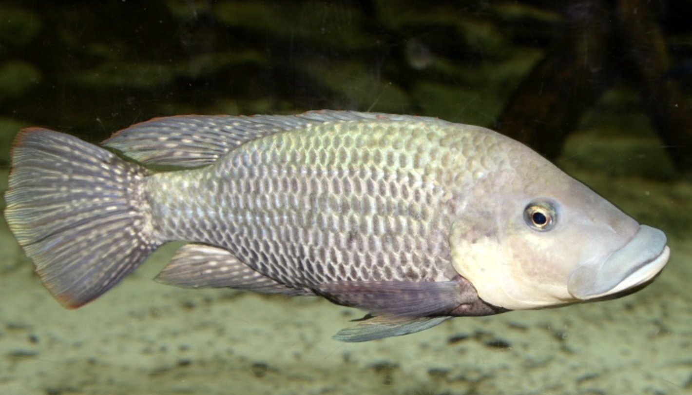 莫桑比克罗非鱼