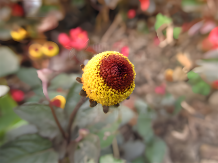 金钮扣（菊科金钮扣属植物）_百度百科
