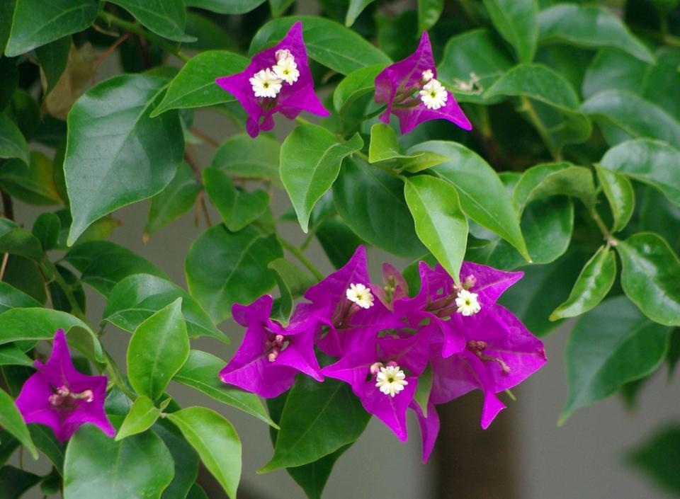 glabra /i> choisy),紫茉莉科叶子花属的藤状灌木植物