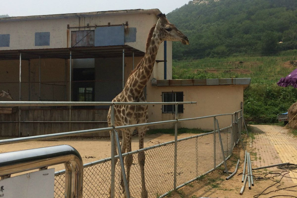 黄岛野生动物园(黄岛野生动物园门票预约)