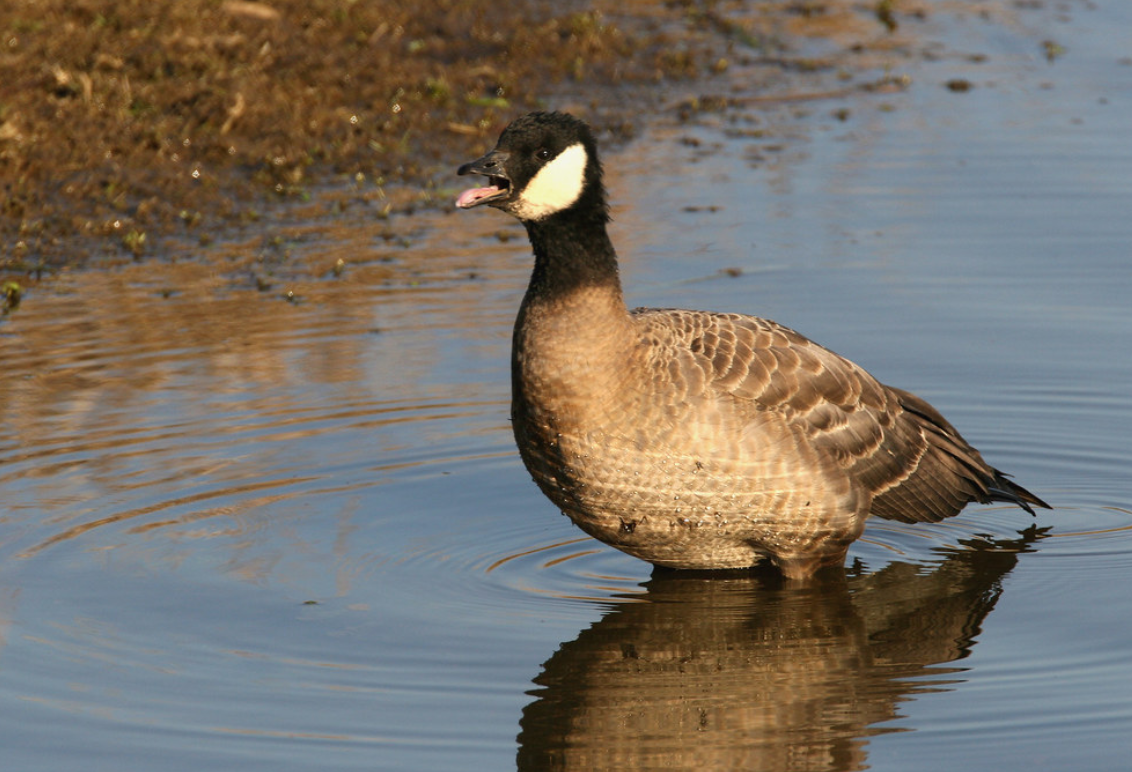  p>小美洲黑雁(学名: i>branta hutchinsii /i>):是一种分布于北美的