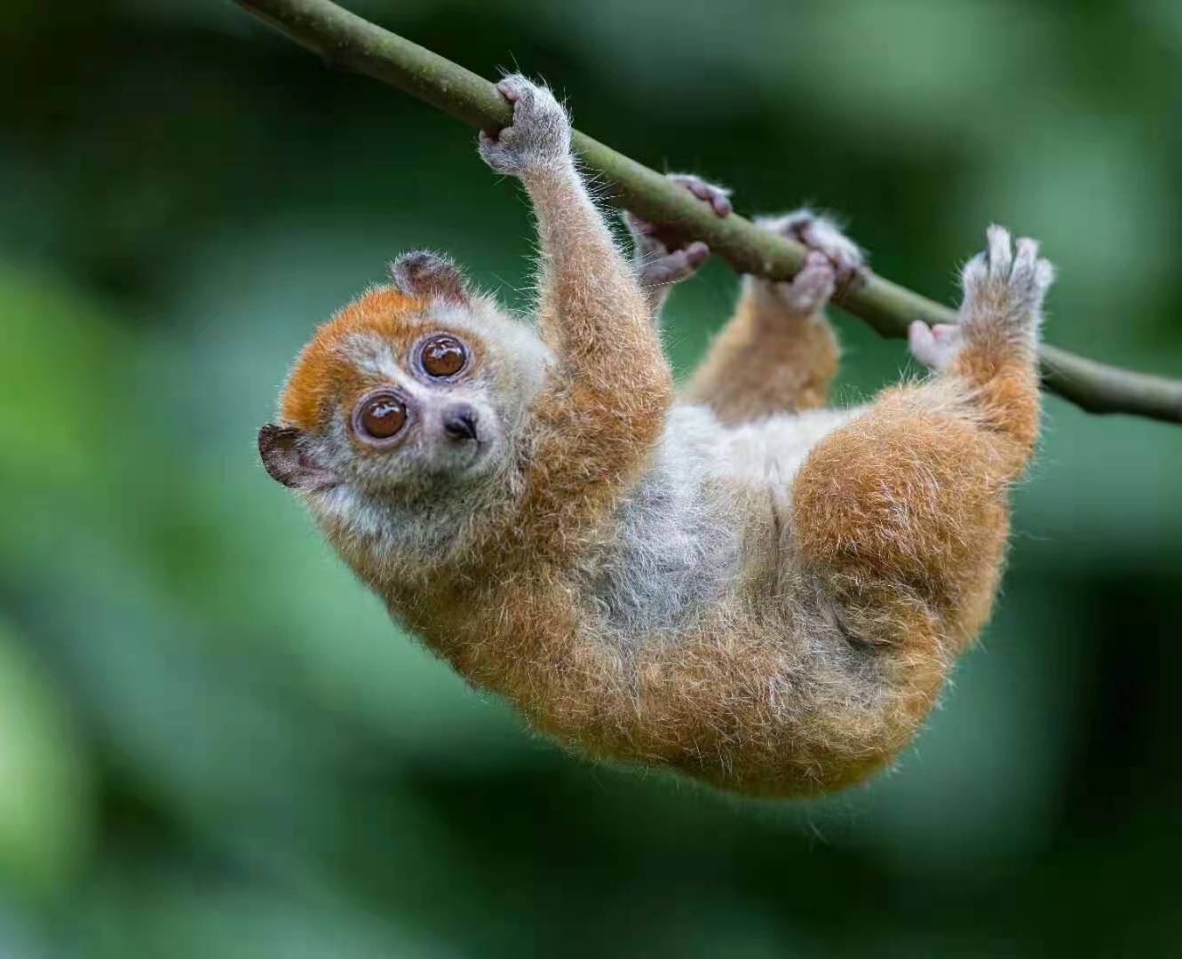 "> span class="ref" data-ctrid="thooee3ibs1o">倭蜂猴,别名小懒猴