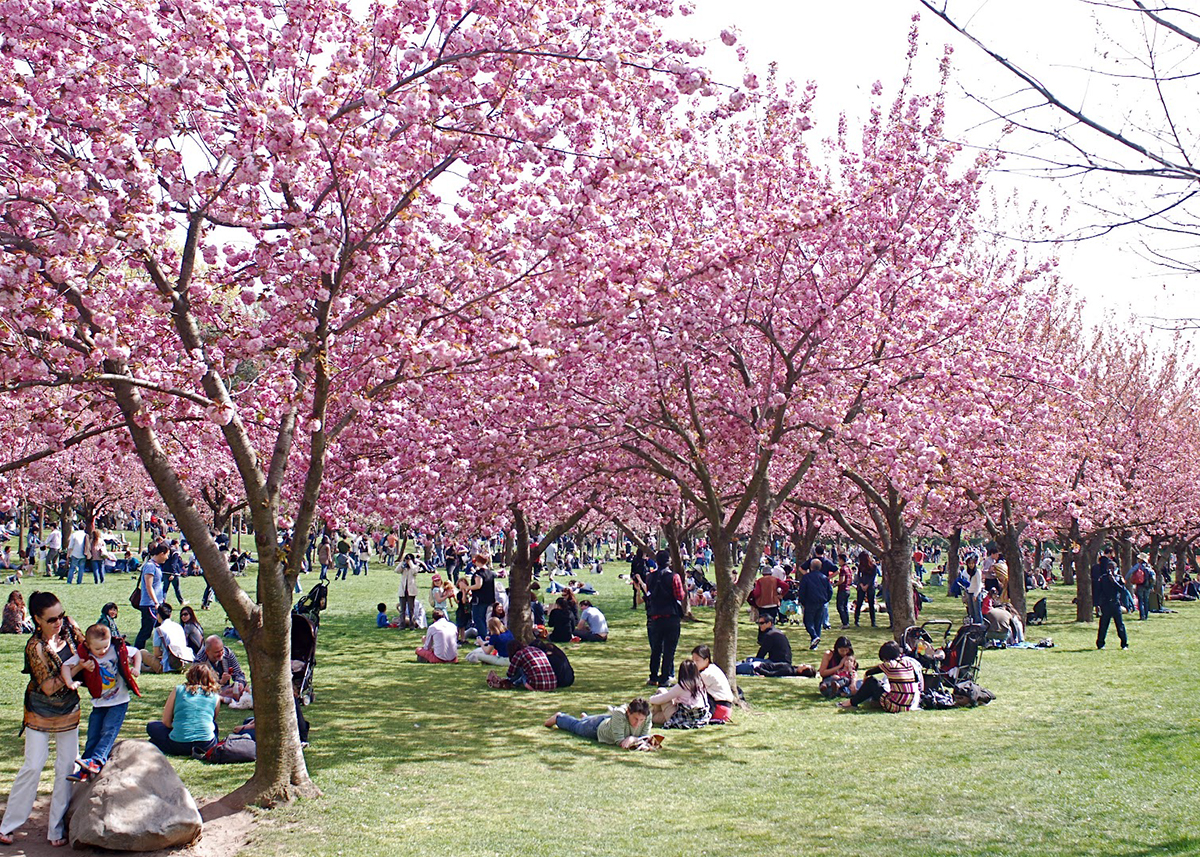 华盛顿樱花园(washington cherry garden):每年春天来临时,美国首都<a
