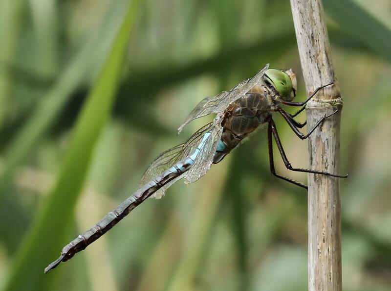  p data-id="gnbu8hmurq">碧伟蜓(学名: i>anax parthenope /i>)是蜓