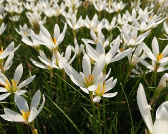 韭兰：是韭菜还是兰花？_百科TA说