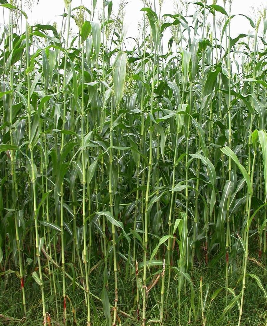  p>高粱属( 学名:sorghum moench )是禾本科下一个属,一年生或多年生