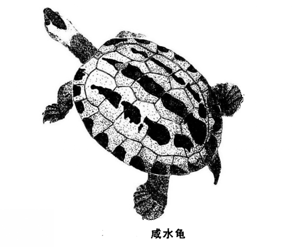  p>咸水龟(学名: i>batagur borneoensis /i>)是淡水龟科,咸水龟属的