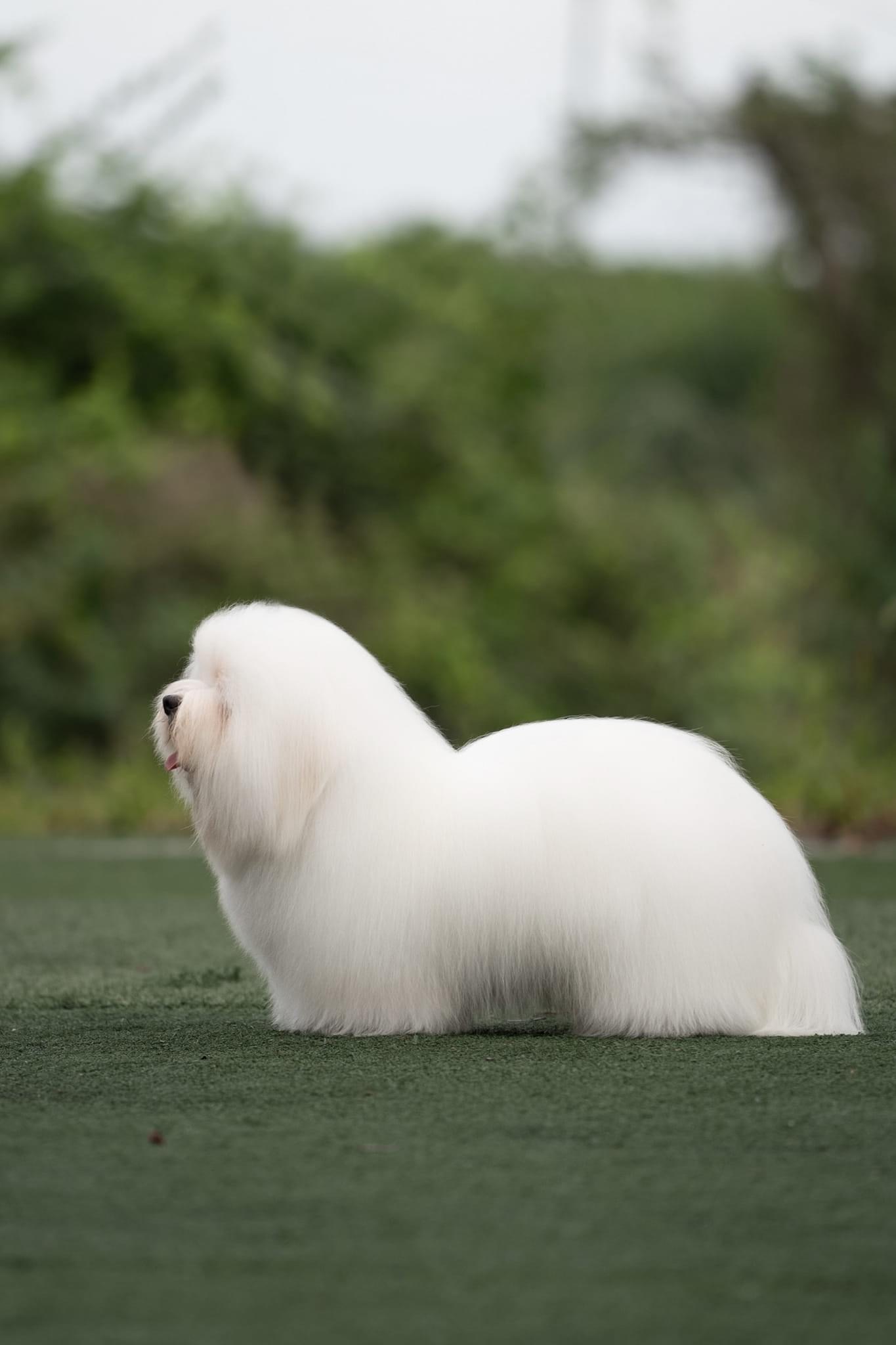 图莱亚尔绒毛犬