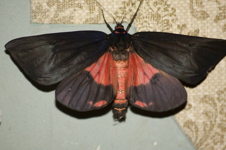  p data-id="gn7nwwh1sl">银纹夜蛾 - 生活习性在杭州年发生4代, a