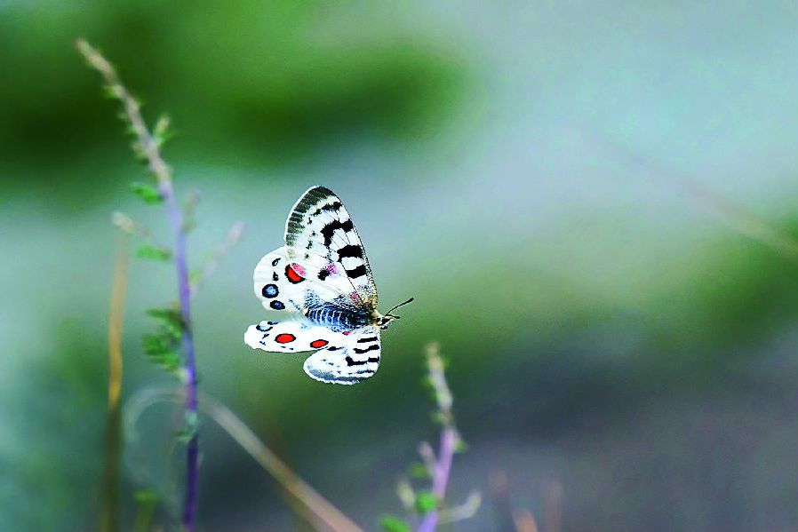 君主绢蝶兰州亚种