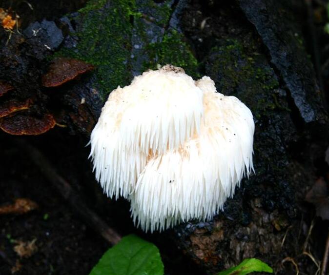 pers.)是齿菌科,猴头菇属真菌.