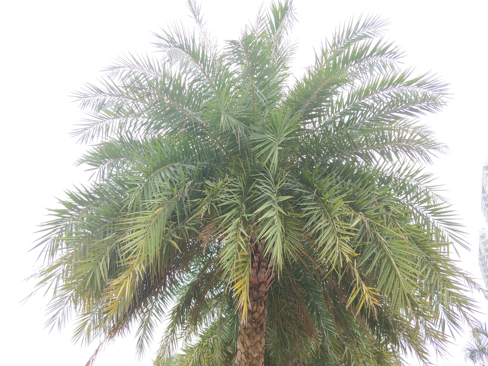  p>林刺葵(学名: i>phoenix sylvestris /i> roxb.