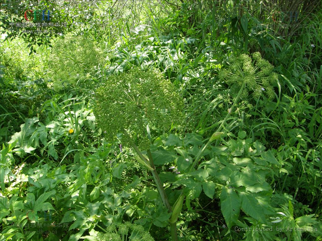 ostericum viridiflorum (turcz.) kitagawa
