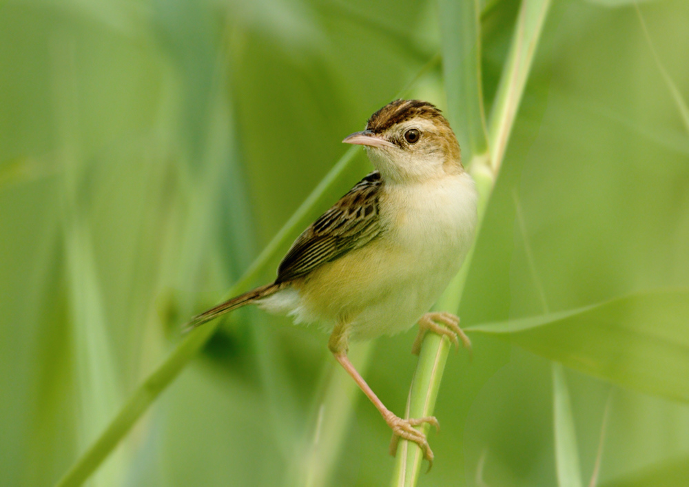  p>金头扇尾莺(学名: i>cisticola exilis /i>)体小(9~11厘米)而具