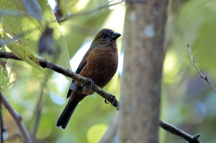  p>金枕黑雀( a href="#" data-lemmaid="8074290">学名 /a>: i>