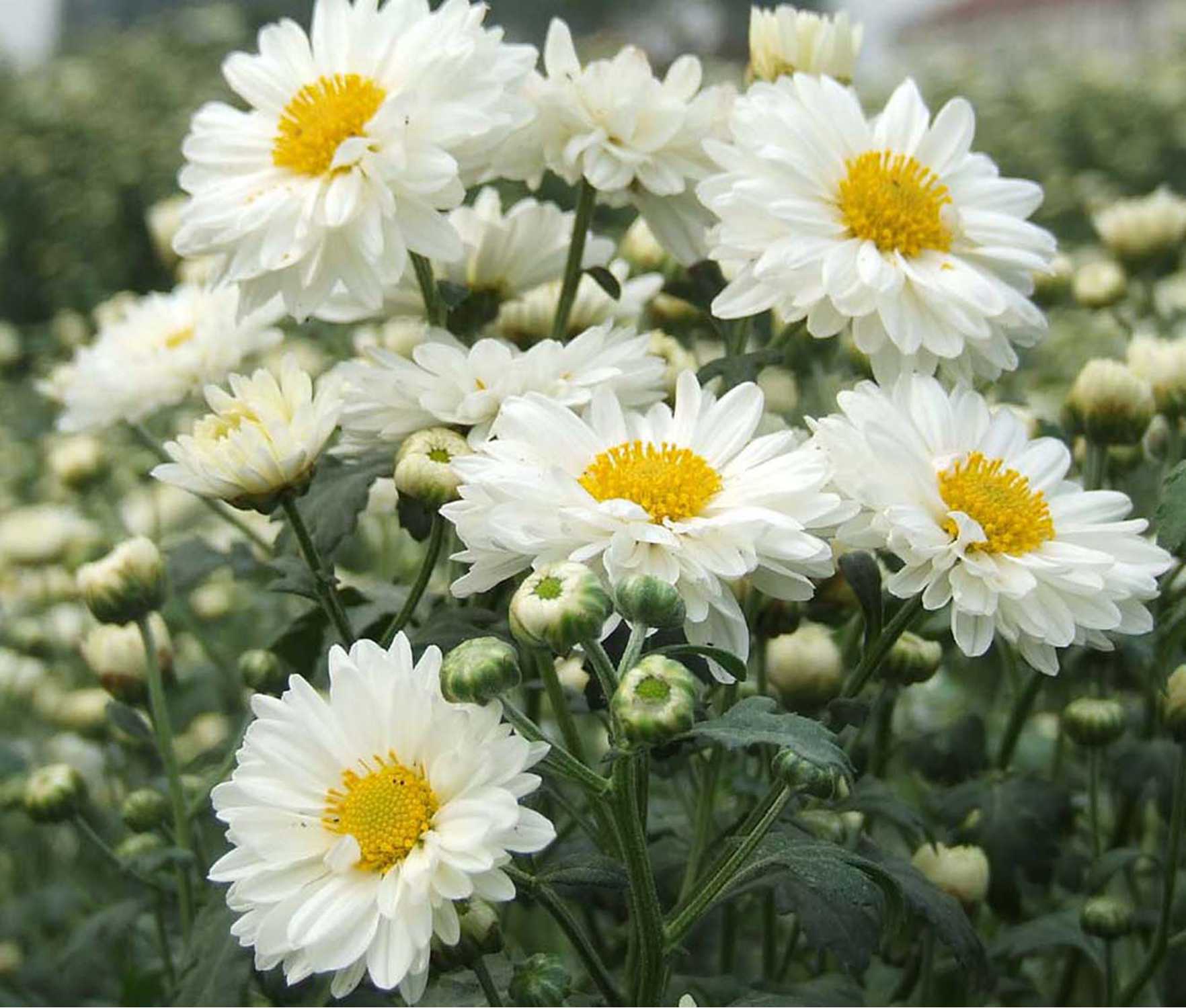 杭白菊