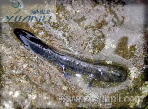 后来也就很少见到这种无骨头的鱼