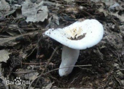 leucopaxillus albissinus (peck) sing.