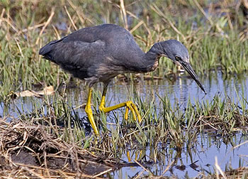  p>蓝灰鹭(学名: i>egretta vinaceigula /i>,英文名:slaty egret)是