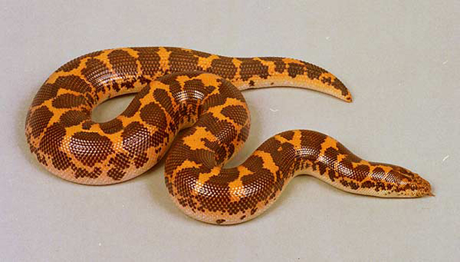  p>沙蟒是比较原始的小型到中等大小的无毒蛇类,卵胎生,本属已知11种