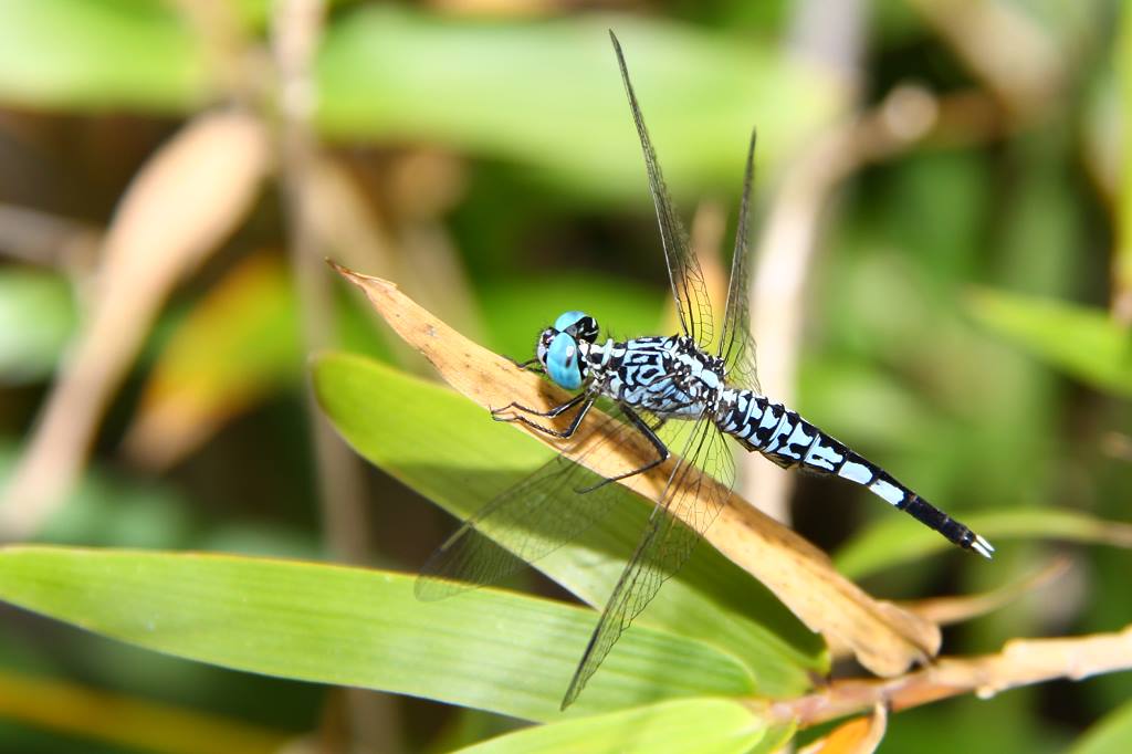  p>本种是外观特殊的小型蜻蜓.雄虫体色水蓝色;胸部黑色斑纹特殊.