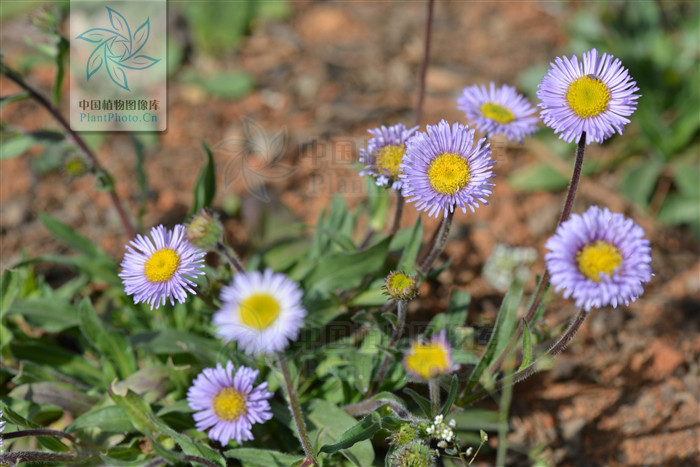 erigeron breviscapus