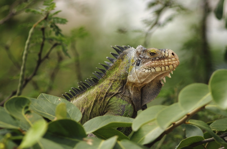 lesser antillean green iguana