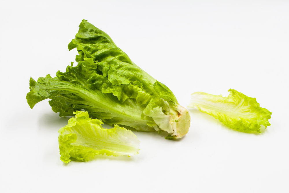  p>生菜( b>lactuca /b>  b>sativa /b> l. var.  b>ramosa /b> hort.