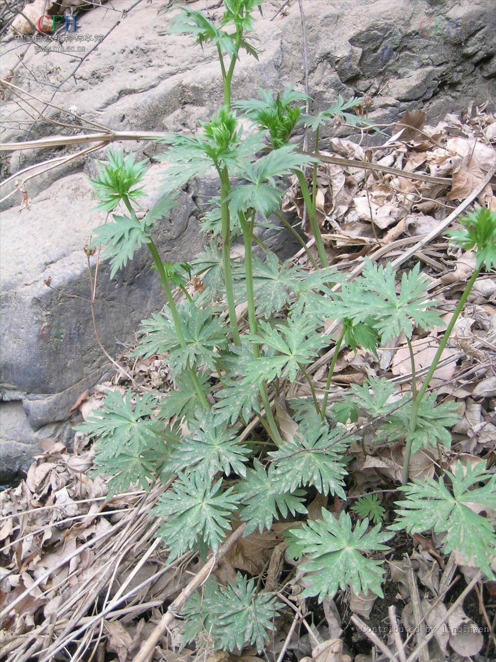 kusnezoffii /i> rehder)别称:北乌头(中药志)草乌(东北,华北),蓝靰鞡