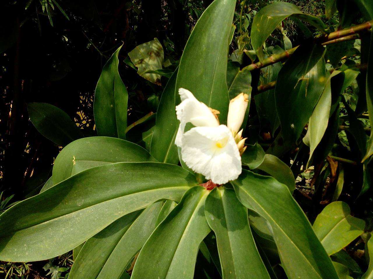  p>毛姜花(学名: i>hedychium villosum /i> wall.