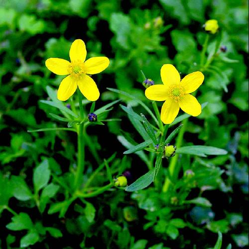 猫爪草怎么吃才有营养 百科ta说