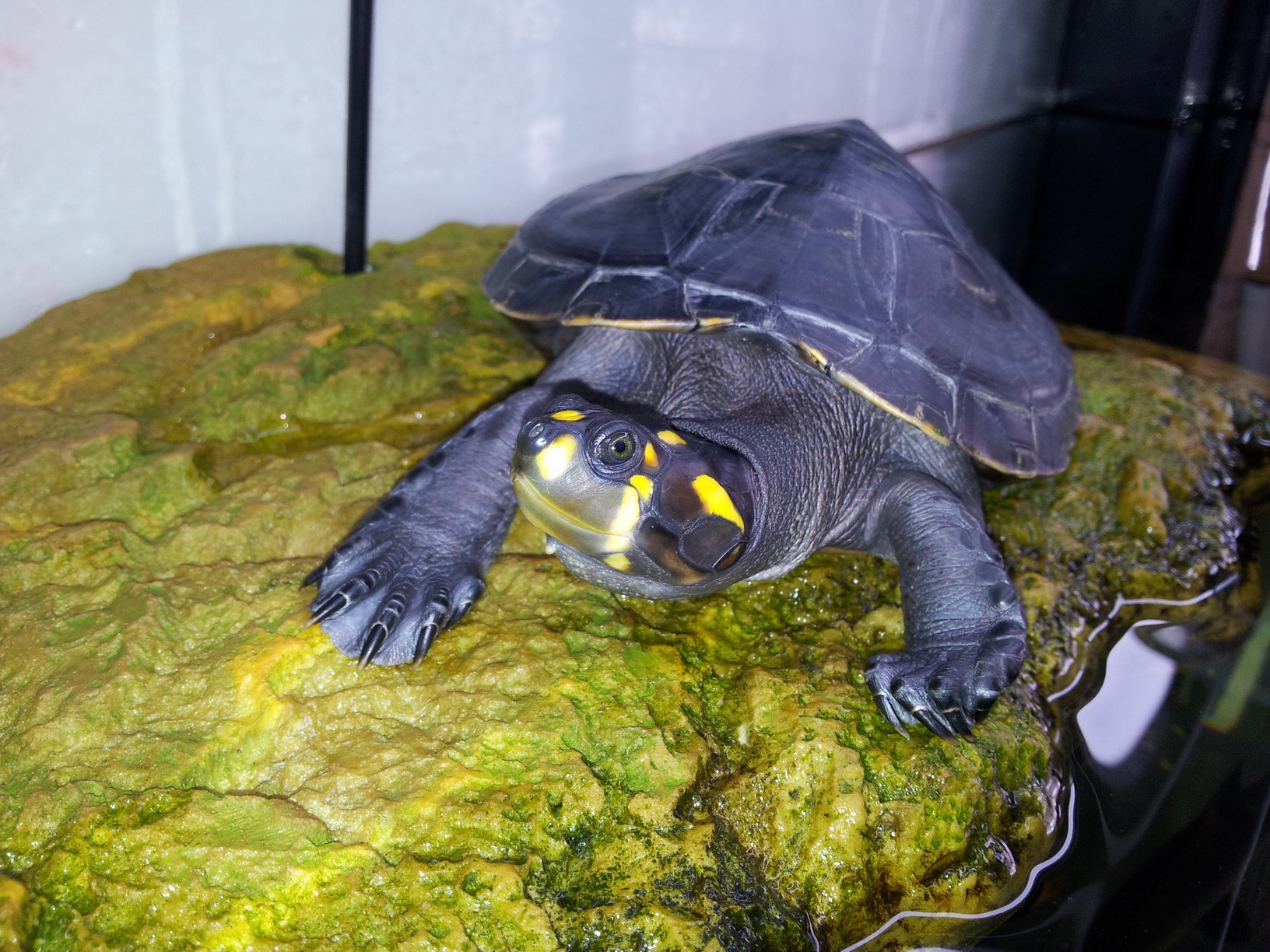  p>黄头侧颈龟(学名: i>podocnemis unifilis /i>)是侧颈龟科,南美侧