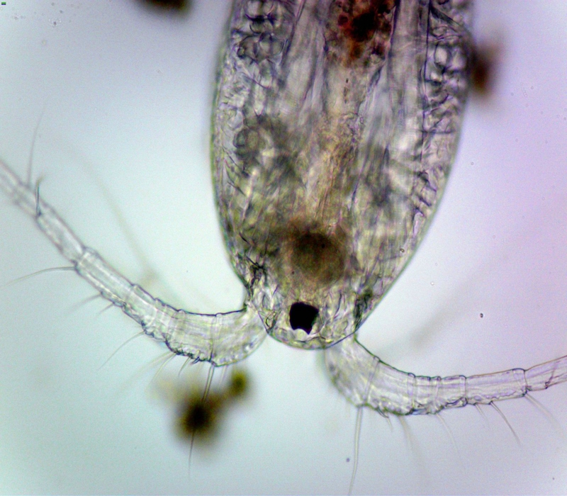 桡足类幼体