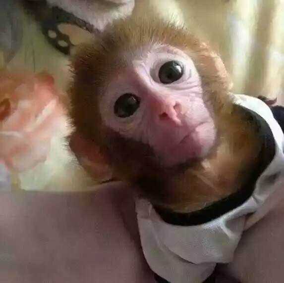  p>宠物市场出售所谓"日本袖珍石猴",其实是 a href="#" data-lemmaid