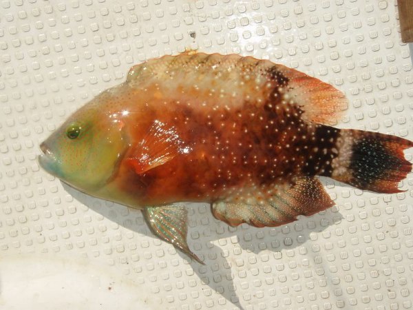  p>绿尾唇鱼,学名: i>cheilinus chlorourus  /i>(bloch, 1791),为 a