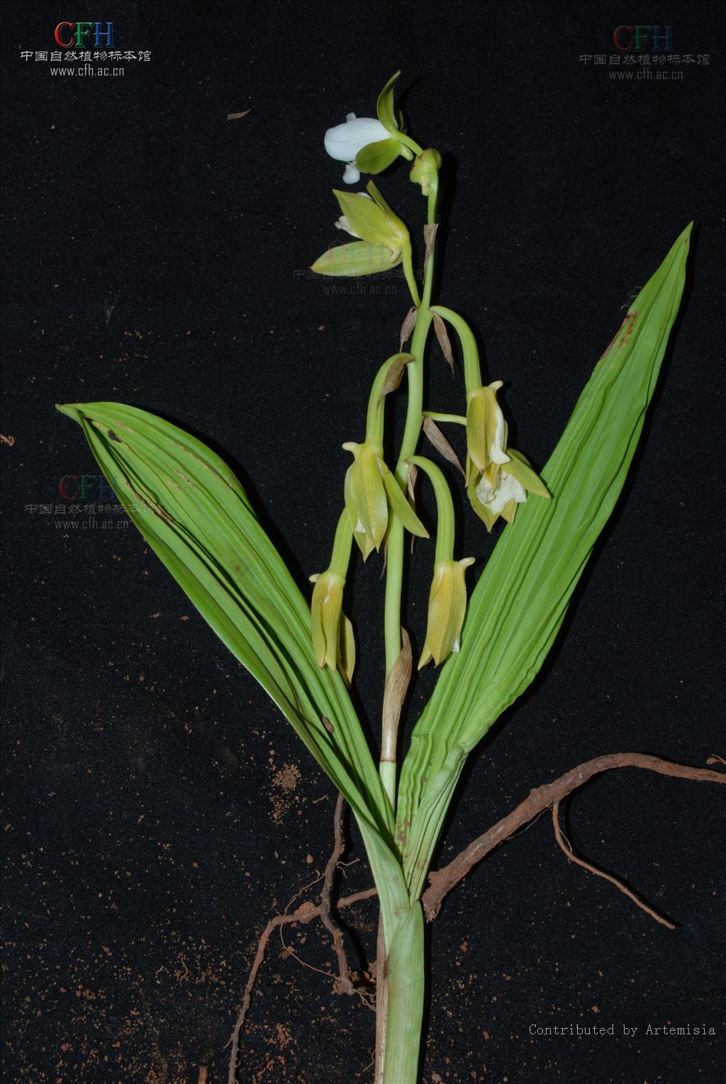  p>美冠兰(学名: i>eulophia graminea  /i> lindl.