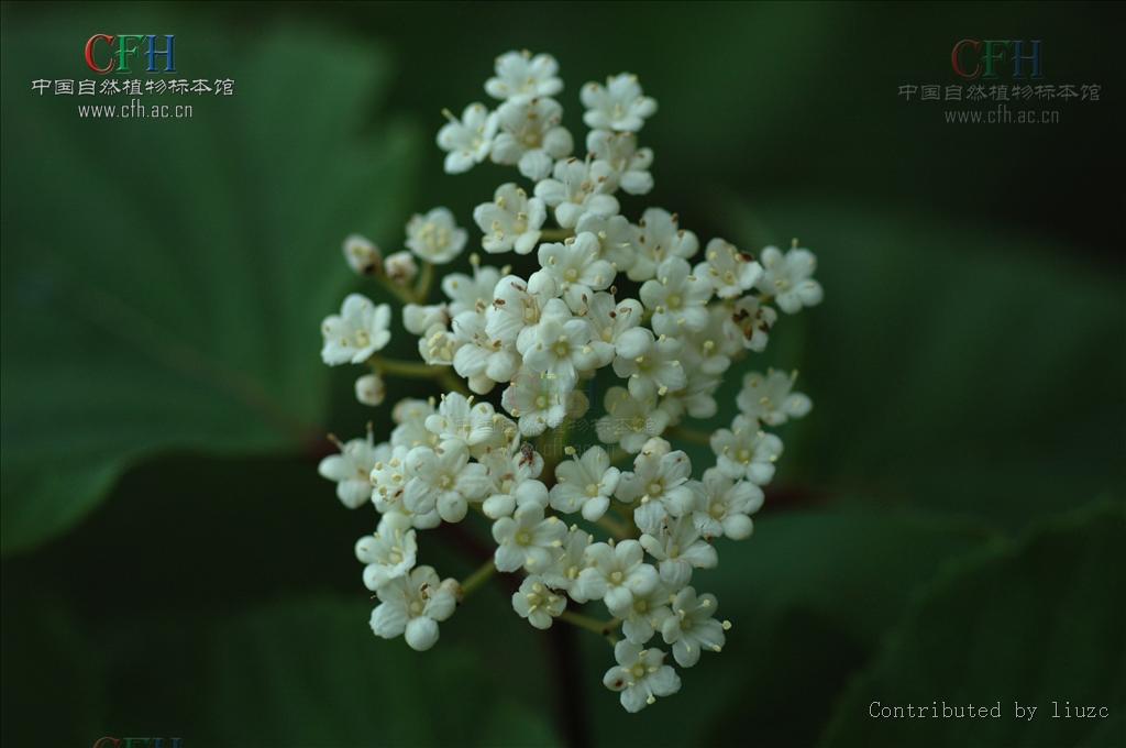  p>卵叶荚蒾也称为高粱花.