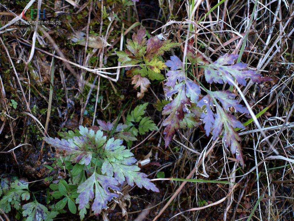  p>黄连属(学名:coptis salisb.