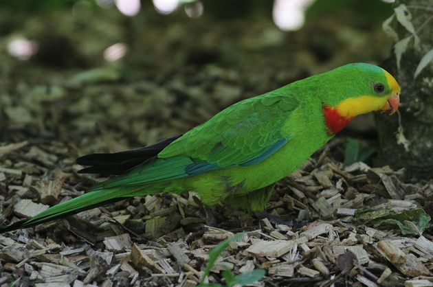  p>超级鹦鹉(学名:polytelis swainsonii)是典型的 a href="#" data