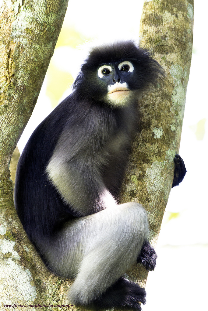 dusky-leaf monkey