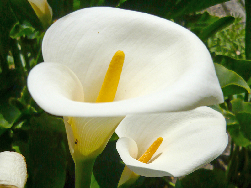  p>国花(英文名:the national flower,floral emblem):是代表国家 a