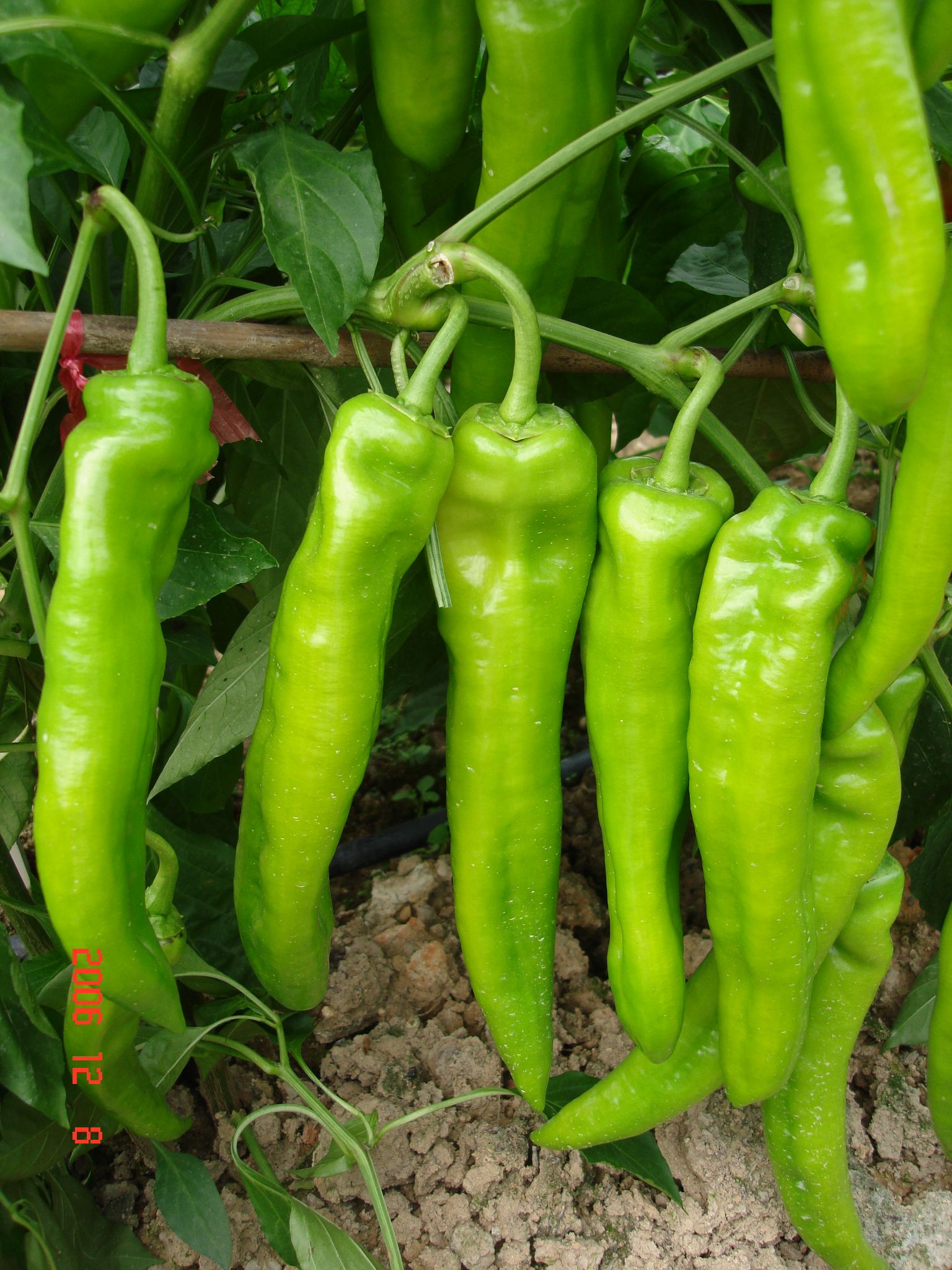 鸡泽辣椒也称羊角椒.