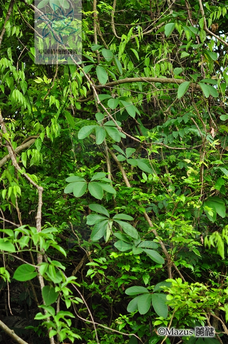  p>五叶薯蓣,是一种 a href="#">薯蓣属 /a>植物,生于海拔500米以下的