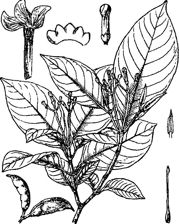  p>云南狗牙花,所属植物界,是 a target="_blank" href="/item/夹竹桃