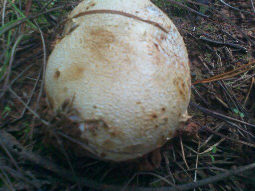 孢子深褐色,球形,7-10μm,具刺且长约1μm.